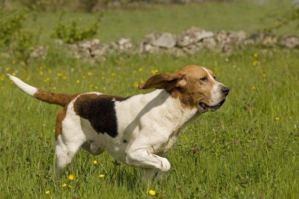 Race de chien chasse : Le  chien d’Artois