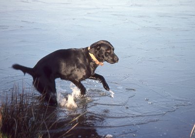 Le Labrador et la chasse