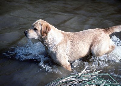 Race de chien de chasse : le Labrador retriever