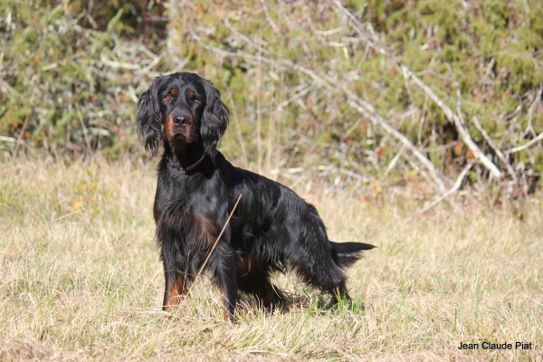 Le chien de chasse Setter Gordon