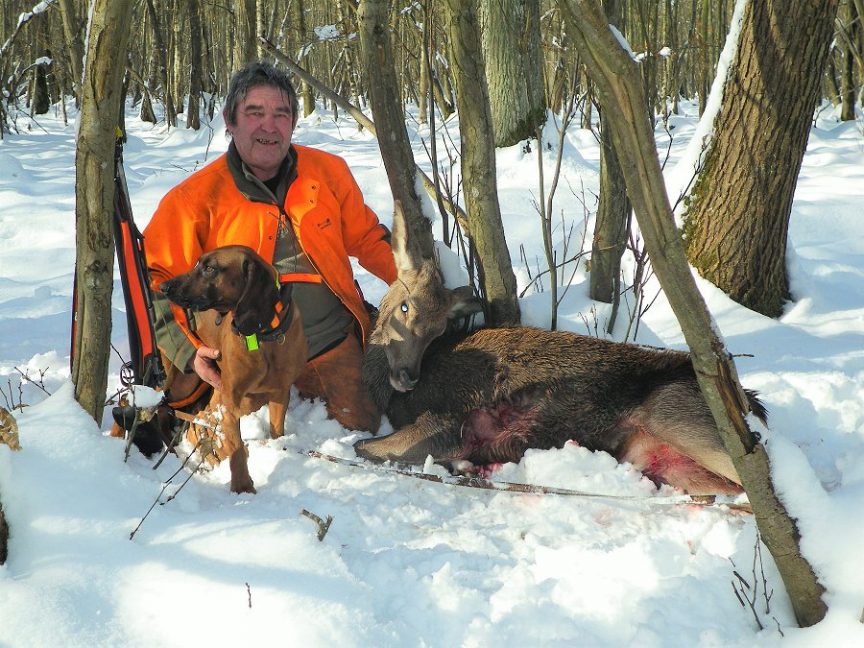 Chien de chasse, recherche au sang en hiver