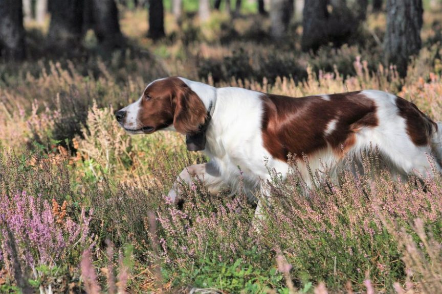 Race De Chien De Chasse Irlandais Rouge Et Blanc