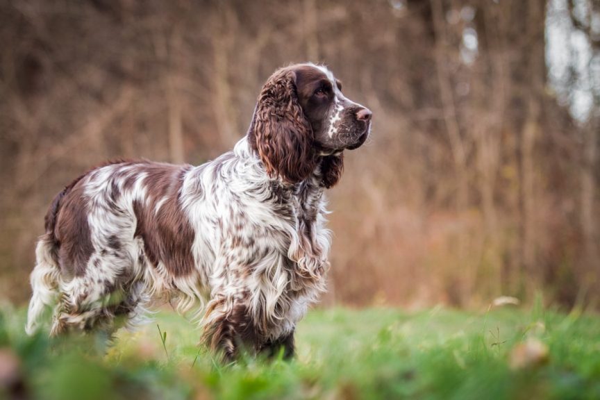 La dysplasie de la hanche du chien de chasse