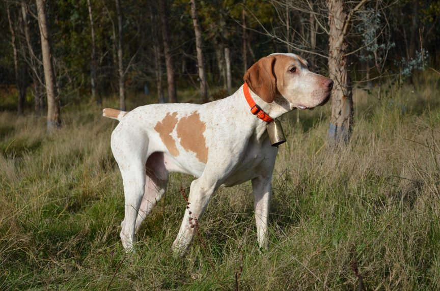 Braque de l'Ariège: A Comprehensive Guide to This Amazing Dog Breed 10 Braque De L'Ariege Coat